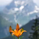 Hike & Ski-in Ski-out Mountain View For Family & Friends