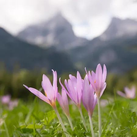 Hike & Ski-in Ski-out Mountain View For Family & Friends * Hinterstoder