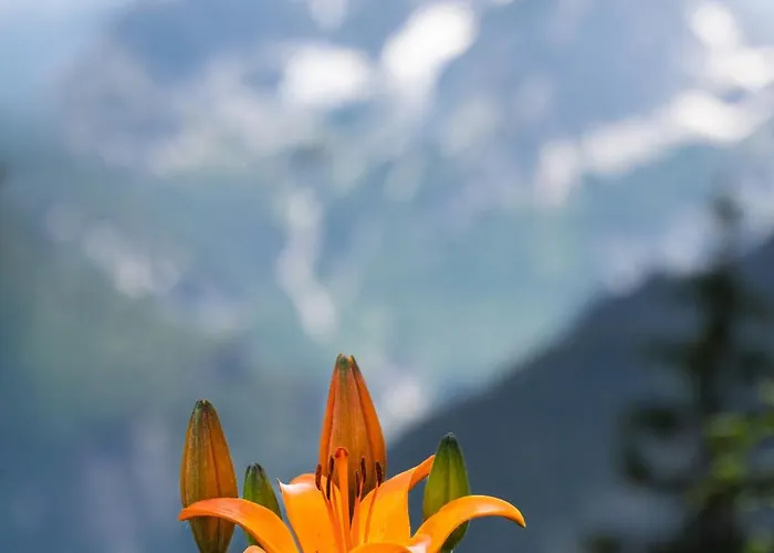 Hike & Ski-in Ski-out Mountain View For Family & Friends